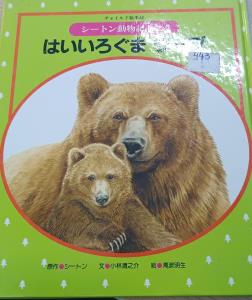 Oi grande Urso pardo